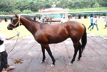 ������ (ELENA) ����