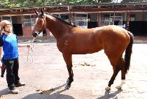 ������Ư�� (WESTERN TEUKGEUP) ����