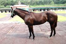 ������ȭ (GAMDONG SINHWA) ����