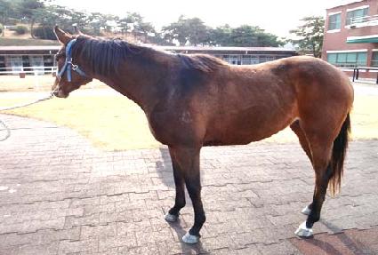 �����Ͽ콺 ����