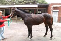 õ�� (CHEONHA) ����