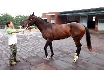 �����Ϻ�Ƽ (VOLPONI BEAUTY) ����