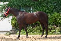 �������� (GALAXY QUEEN) ����