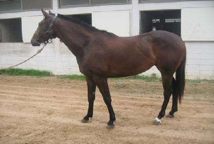 ������ ����