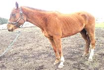 �ö��̷��̵� (FLY LADY) ����