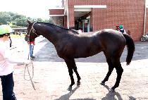 �������� (BELLY DANCER) ����