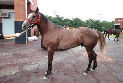 ������� ����