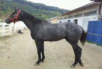 ������ (PPAREUJA) ����