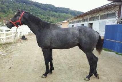 ������ ����