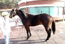 �Ҹ��� (SORIGAE) ����