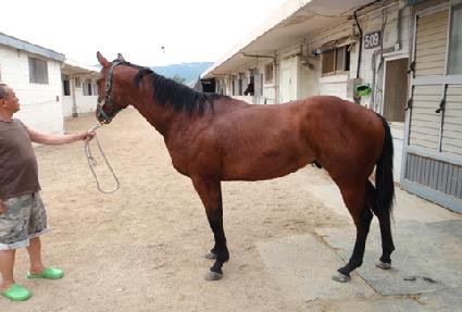 ����Ƽȫ�� ����