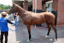 �ĺ�콺 (FABIUS) ����