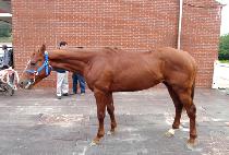 �̽��Ϳö� (MR. OLLA) ����