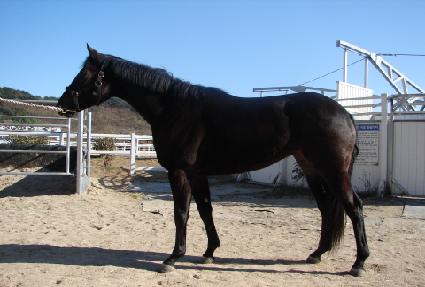 �ö��׺�ī ����