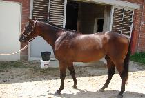 ������Ʈ�� (MAESTRO) ����