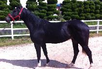 ���̶���Ʈ (HIGHLIGHT) ����