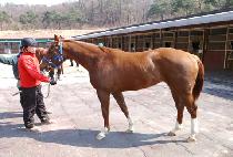 �Ѷ��Ǻ� (HALLAUI BYEOL) ����