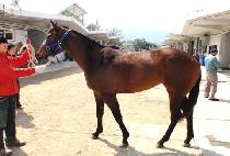 ��ÿ��ϵ� (DIXIE WILD) ����