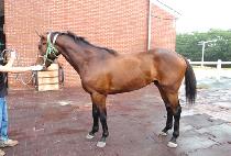 ��ũ������ (SECRET POCKET) ����