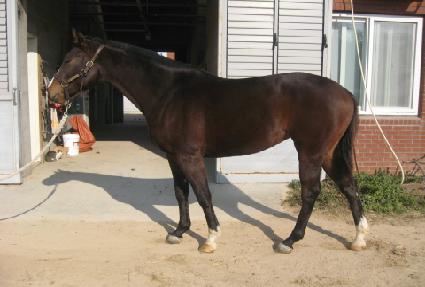 ĥ��Ÿ�� ����