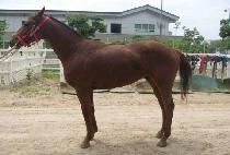 ��ũ������ (SECRET MOVE) ����