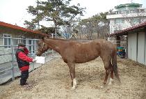 ���轺 (GOLDEN SOCKS) ����