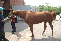 �ƶ�ġ (ARAMCHI) ����