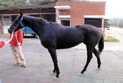 ����ī ����