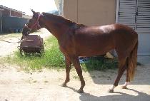 ���� (NANCHO) ����