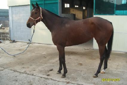 ���׵θ� ����