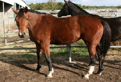 ��ǳ���̵� ����