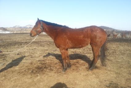 �ݺ����� ����