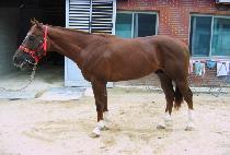 ��Ʈ��� (MONT RUBY) ����