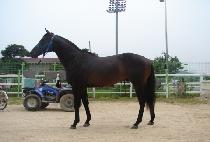 ��������ŷ (SNIPER KING) ����