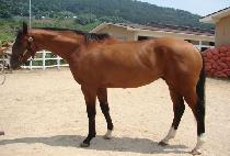 ���ηε� (BELLO ROAD) ����