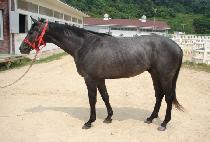 ��ȣ���� (BAEKHO JEONSEOL) ����