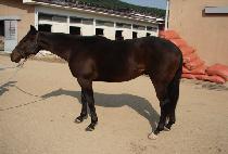 ������ŷ�� (PRINCE KINGDOM) ����