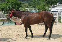 �ø������� (FLEETING JOY) ����