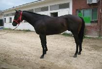 Ư�޿��̽� (TEUKGEUP ACE) ����