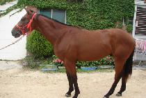 ��ǳ���� (POKPUNG JILJU) ����