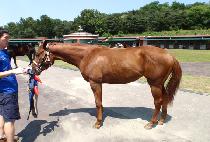 �׷���Ʈ���� (GREAT SHY) ����