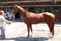 ������ (SAMMONS) ����