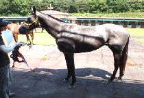 ��ε�ĳ���� (BROADCASTER) ����