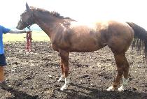 ���Ƽ������ (A WANTED AFFAIR) ����