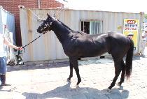 �������̵� (LET��EM RIDE) ����