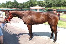 ��ŵ��Ģ (SKIFF��S CHIC) ����