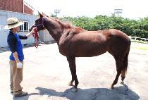 �׷��忡�̽� (GRAND ACE) ����