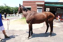 ����轺 (STORM SOX) ����