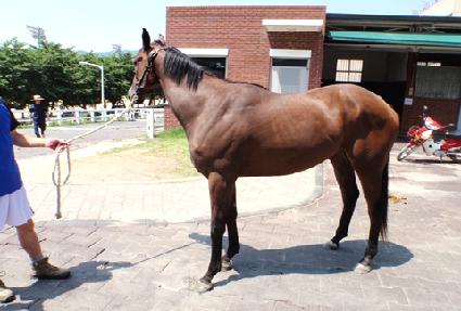 ����轺 ����