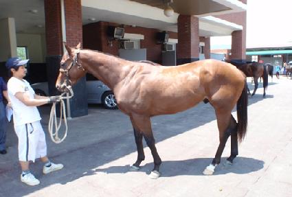 ���̶����Ű ����